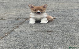 Welsh Corgi Pembroke dogs for sale: KC registered Champion line Corgi puppies - Image 6