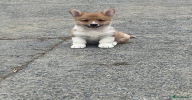 Welsh Corgi Pembroke dogs - Advert 7
