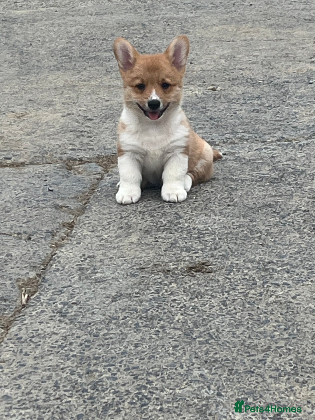 Welsh Corgi Pembroke dogs for sale: KC registered Champion line Corgi puppies - Image 6