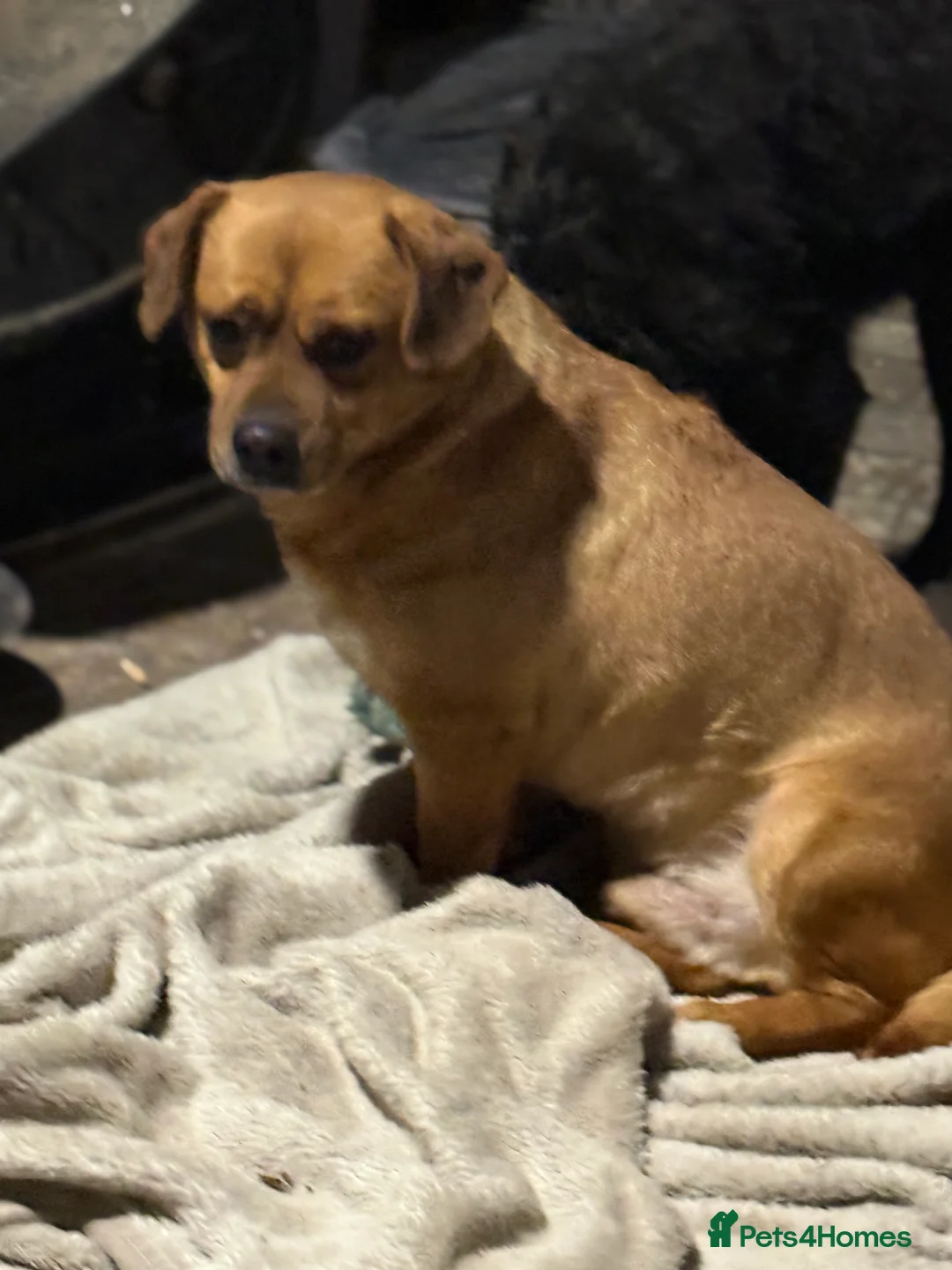 Mixed Breed dogs for adoption: Richie Looking For a Family  - Advert 4