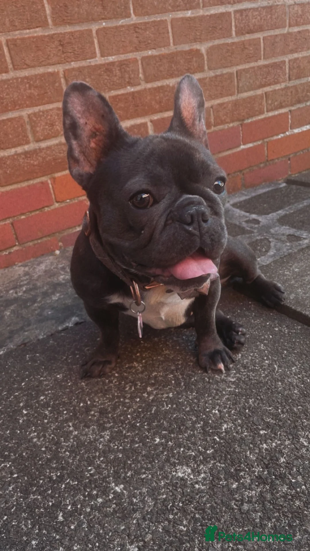 French Bulldog dogs for sale: French bulldog in Oakham - Advert 2