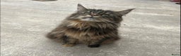 Maine Coon cats for sale: Maine coon kittens  - Advert 6