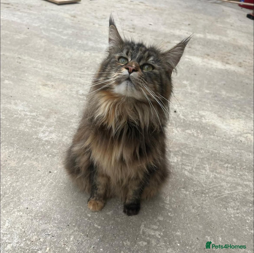 Maine Coon cats for sale: Maine coon kittens  - Advert 6