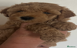 Poochon dogs for sale: 🐾 Poochon puppies 💕🐾🐾 - Image 1