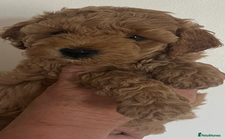 Poochon dogs - Advert 1
