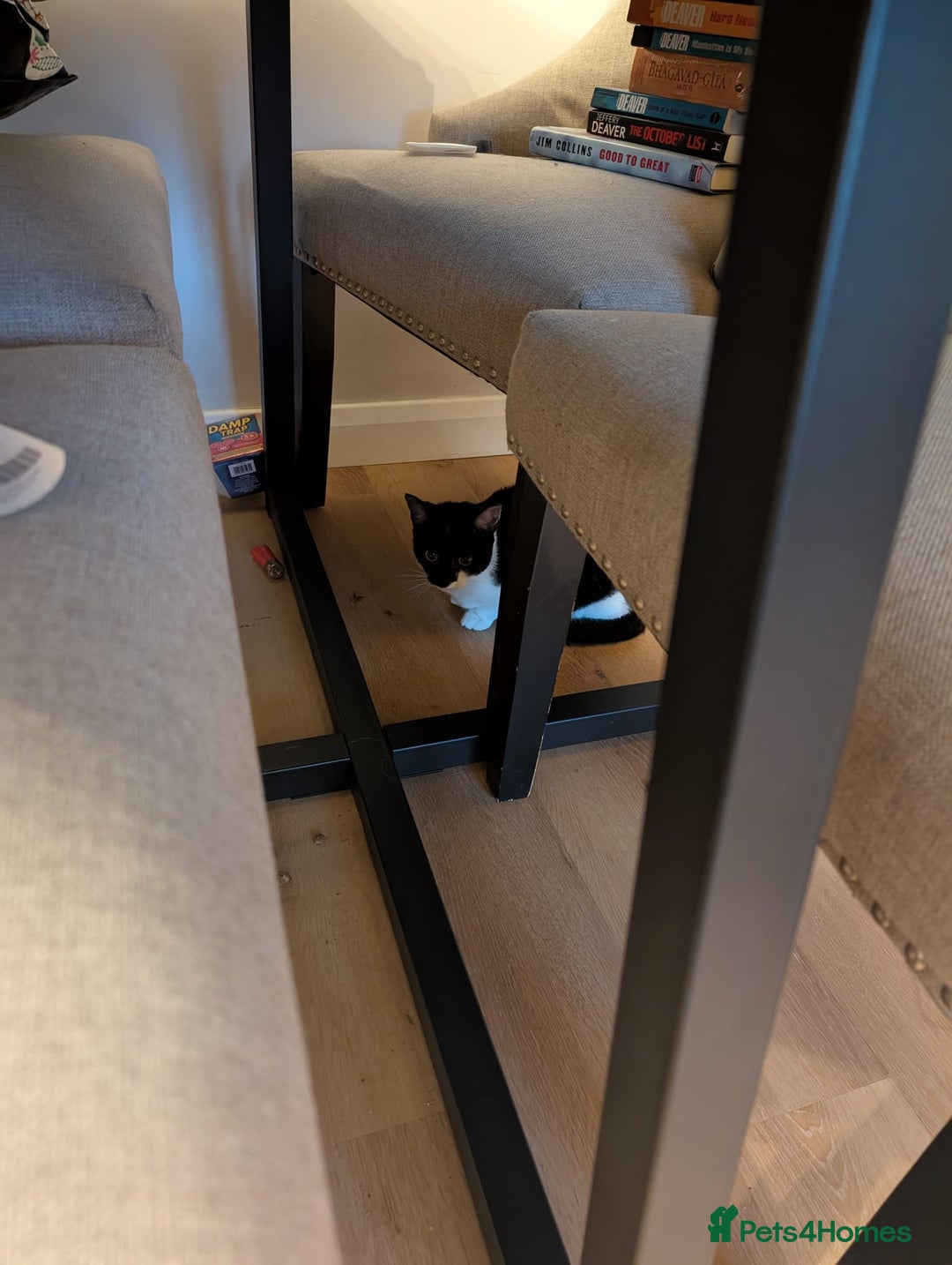 European cats for adoption: Indigo needs a special forever home - Image 1