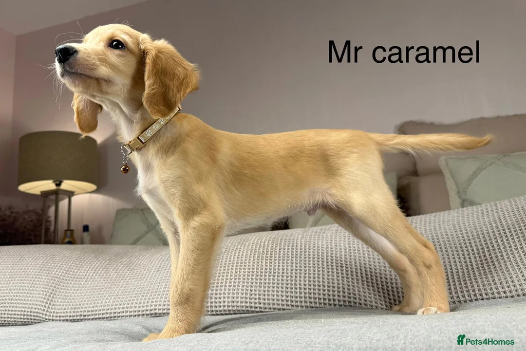 Goldendoodle dogs for sale: These will be stunning adults. Real head turners. - Advert 7