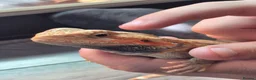 Bearded Dragon reptiles for sale: orange hypo trans leatherback bearded dragon - Advert 8