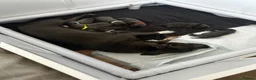 Staffordshire Bull Terrier dogs for sale: 8 stunning staff puppies  - Advert 2