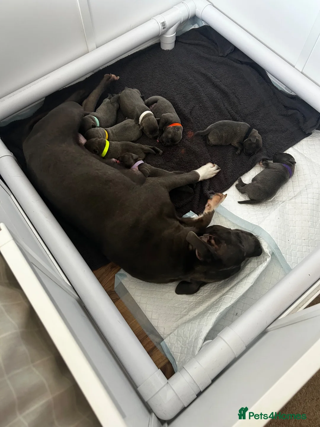 Staffordshire Bull Terrier dogs for sale: 8 stunning staff puppies  - Advert 2