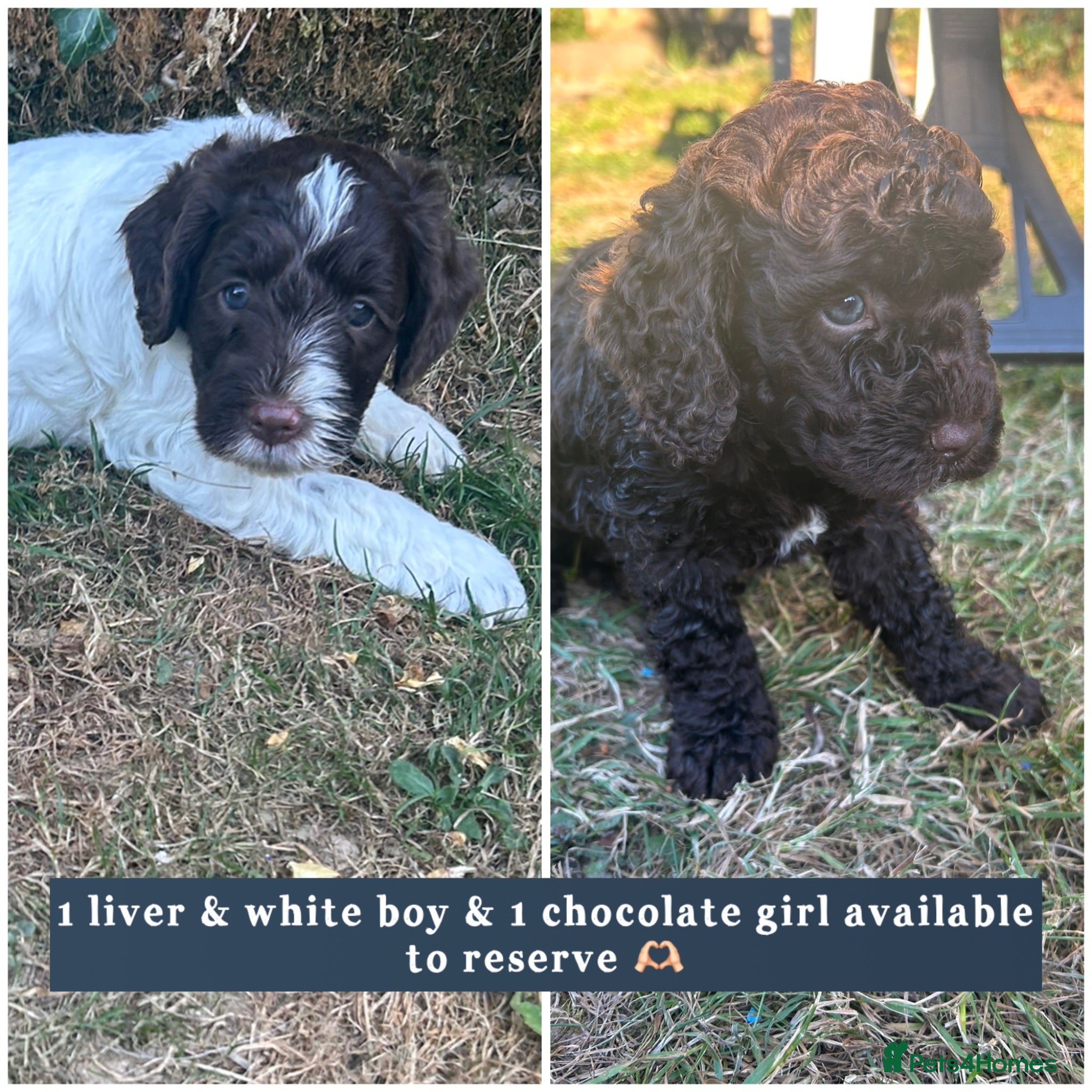 Mixed Breed dogs Double Doodles/Sproodle x Cockapoo - Advert 7