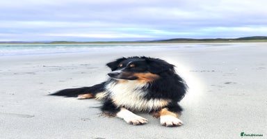 Miniature American Shepherd dogs - Advert 3