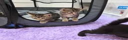 Mixed Breed cats for sale: Adorable Mixed Breed Kittens  in London - Advert 8