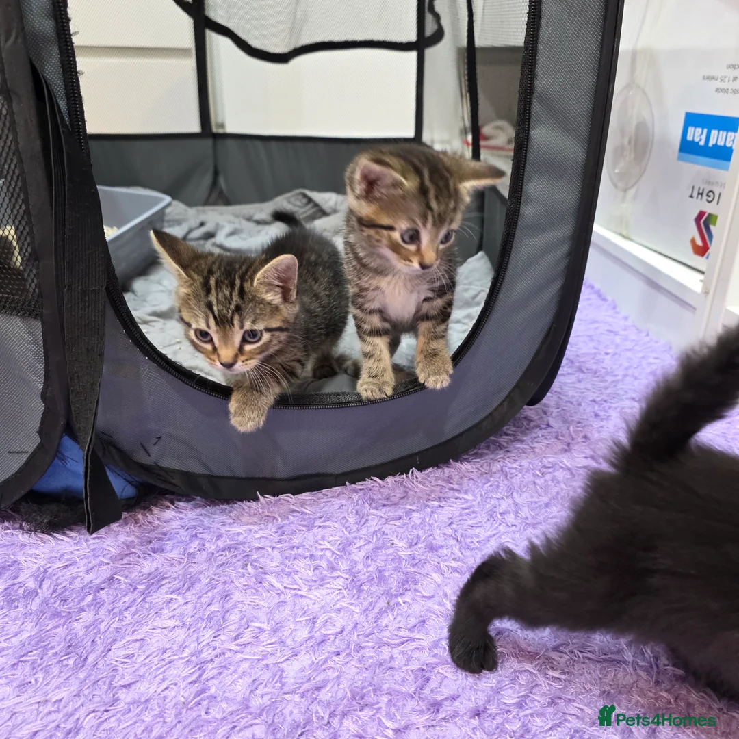Mixed Breed cats for sale: Adorable Mixed Breed Kittens  in London - Advert 8
