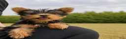 Yorkshire Terrier dogs for sale: SMALL GIRL ONE LEFT - Advert 5