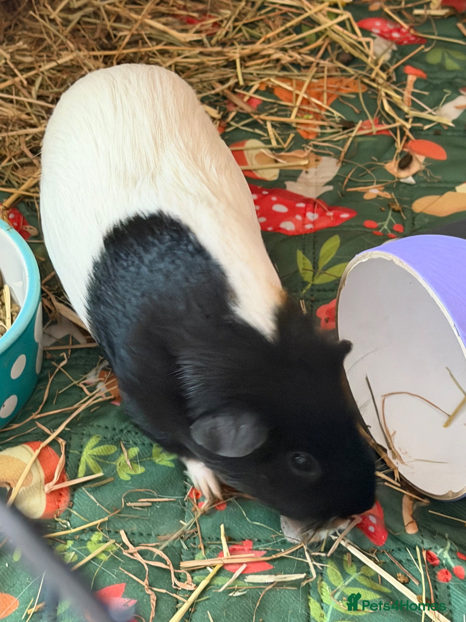Guinea Pig rodents Female guinea pig  - Advert 2