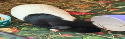 Guinea Pig rodents for sale: Female guinea pig  - Advert 1