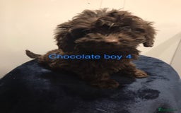 Cockapoo dogs for sale: F1 Cockapoo - Image 7