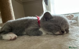 British Shorthair cats for sale: BEAUTIFUL BRITISH SHORTHAIR KITTENS - Image 21