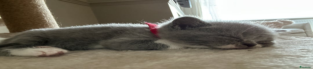 Red collar