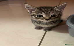 Mixed Breed cats for sale: Adorable mixed breed kittens  - Advert 19