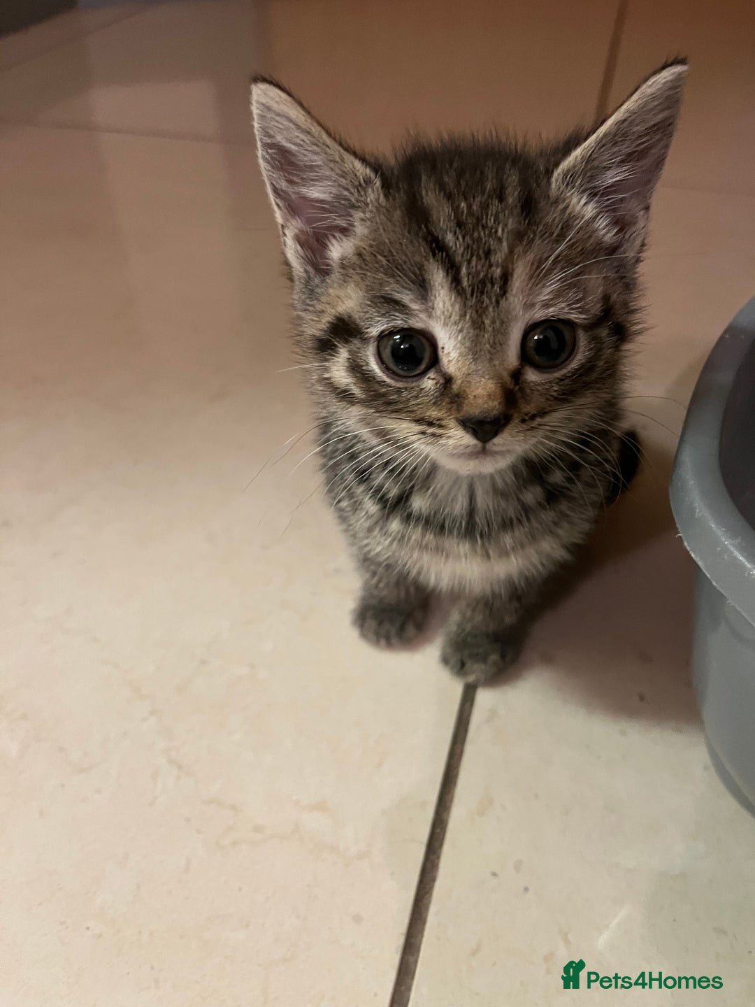 Mixed Breed cats for sale: Adorable mixed breed kittens  - Advert 19