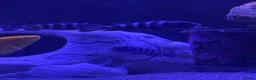 Cichlids fish for sale: African Cichlids & Tropical Fish - Bulk  - Advert 3