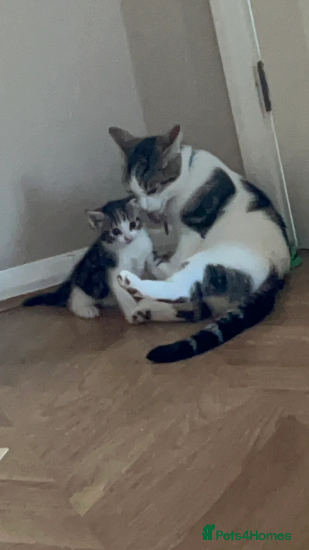 British Shorthair cats for sale: Male kitten  - Advert 2