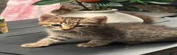 Mixed Breed cats for sale: Blue eyed fluffy babies  - Advert 27
