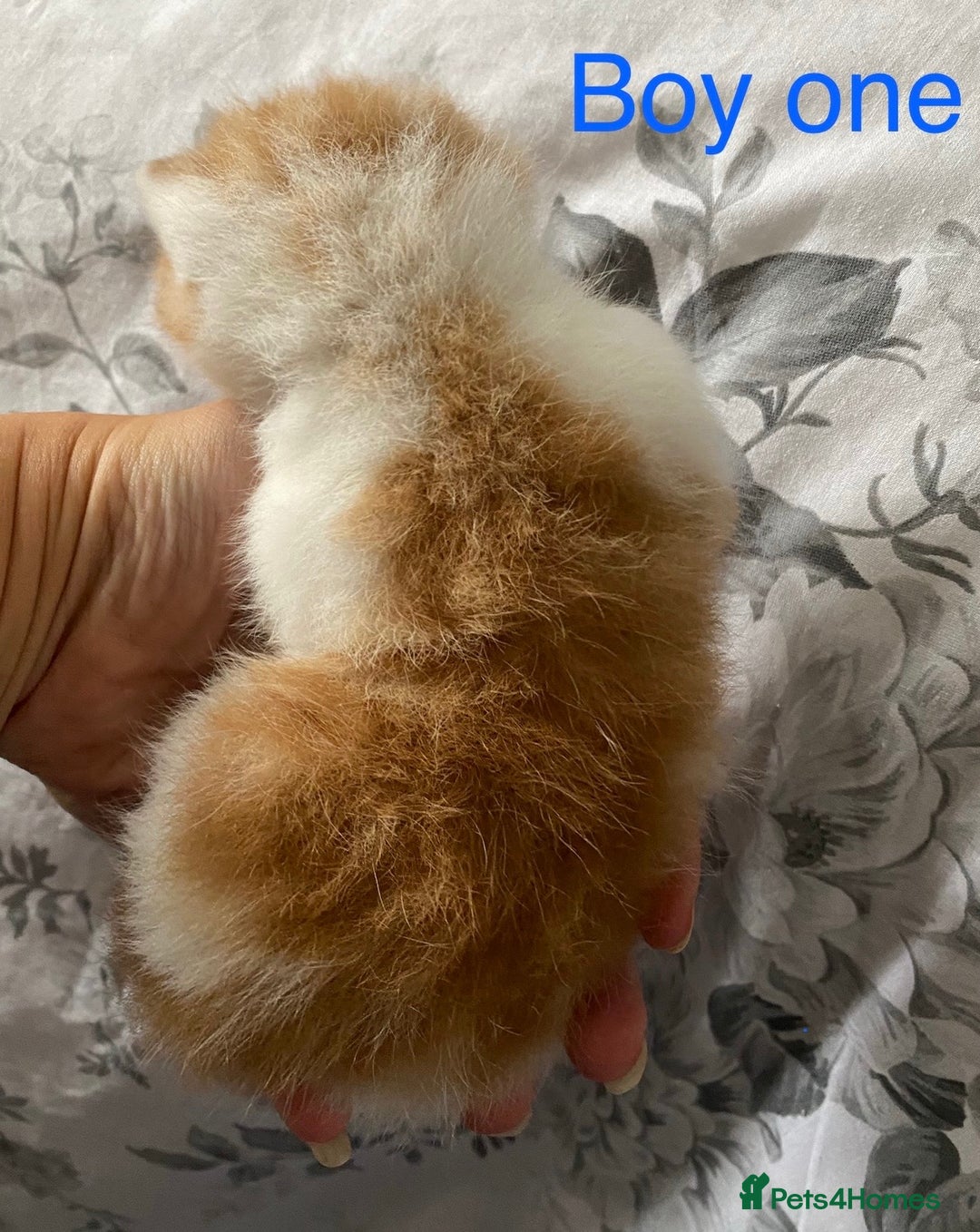 British Shorthair cats for sale: Rare red girls and red boys very docile  - Image 3