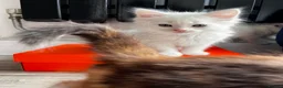 Turkish Angora cats for sale: Turkish Angora Playful Kittens - Advert 28