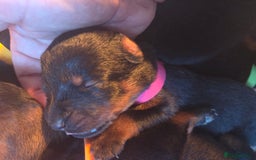 Rottweiler dogs for sale: Rottweiler  - Image 11