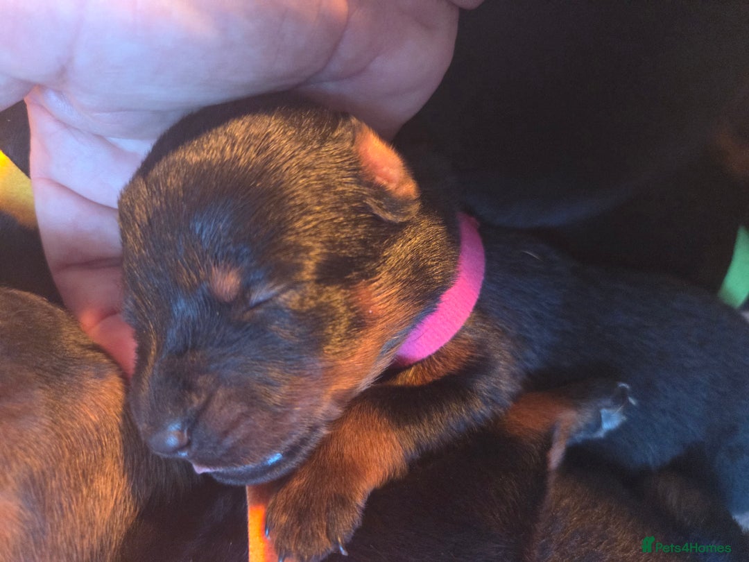 Rottweiler dogs for sale: Rottweiler  - Image 11