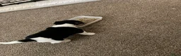 Jack Russell dogs for sale: Jack russell puppies ready to leave - Advert 4