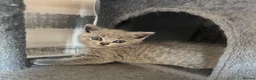 British Shorthair cats for sale: British Blue & Lilac Shorthair Kittens - Advert 11