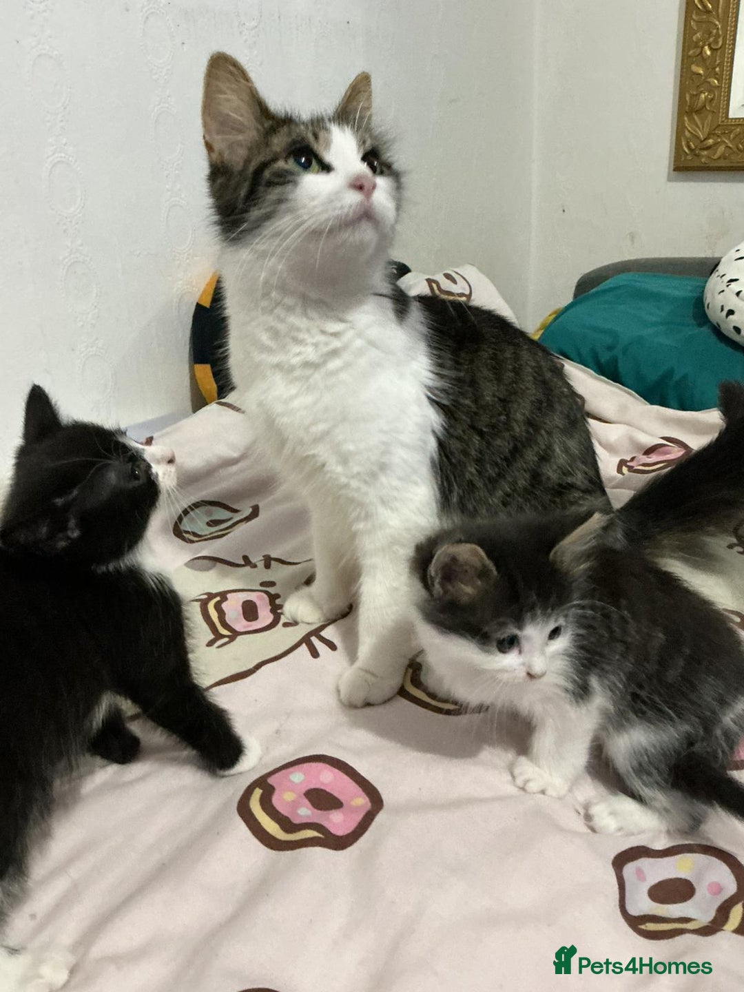 Mixed Breed cats for sale: Kittens  - Advert 13