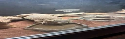 Bearded Dragon reptiles for sale: Bearded dragon  in Dartford - Advert 4