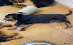 Rottweiler dogs for sale: Champion Bloodline Rottweilers - Image 23