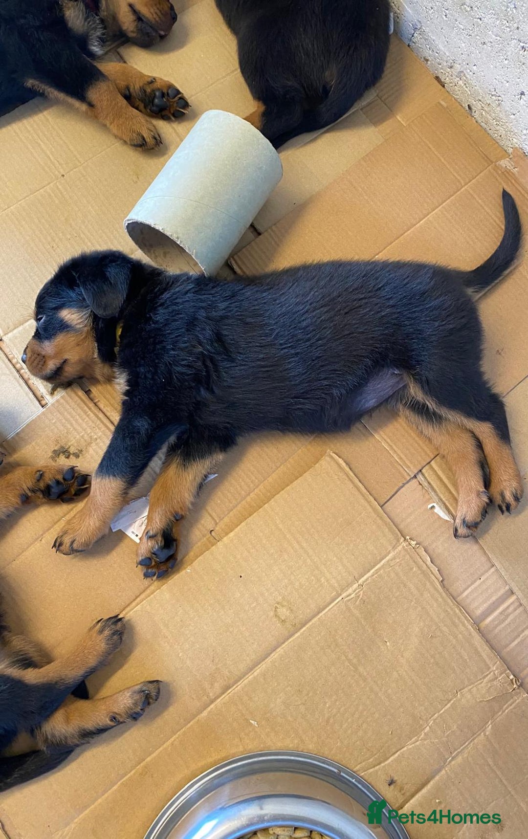 Rottweiler dogs for sale: Champion Bloodline Rottweilers - Image 23