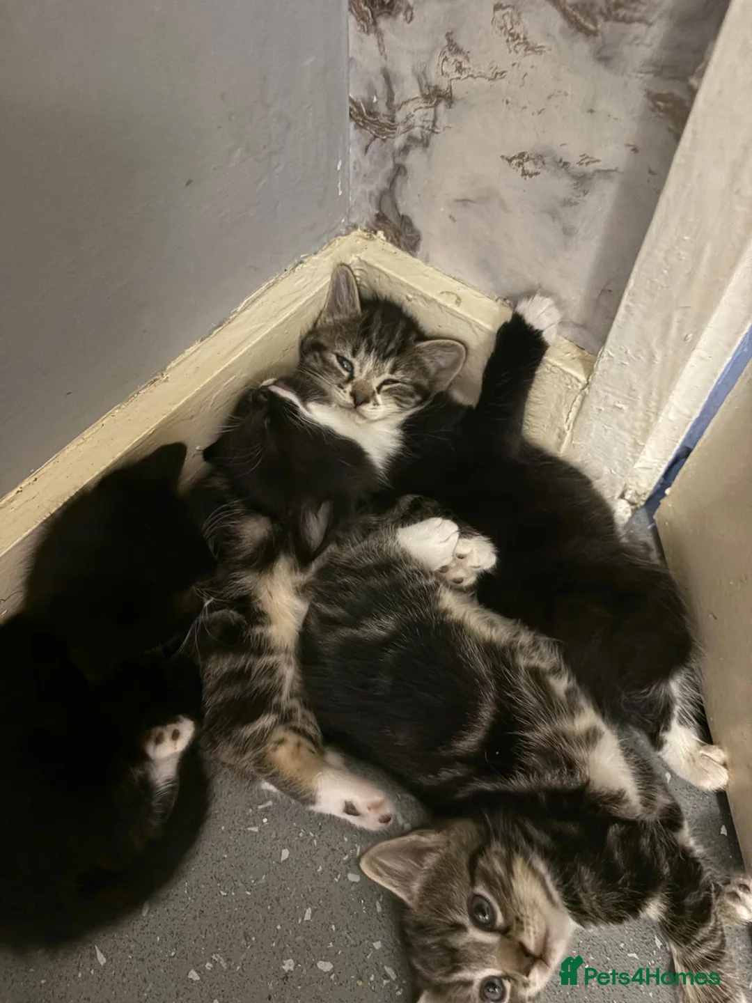 Mixed Breed cats for sale: British blue x long hair black moggy  in Reading - Advert 2