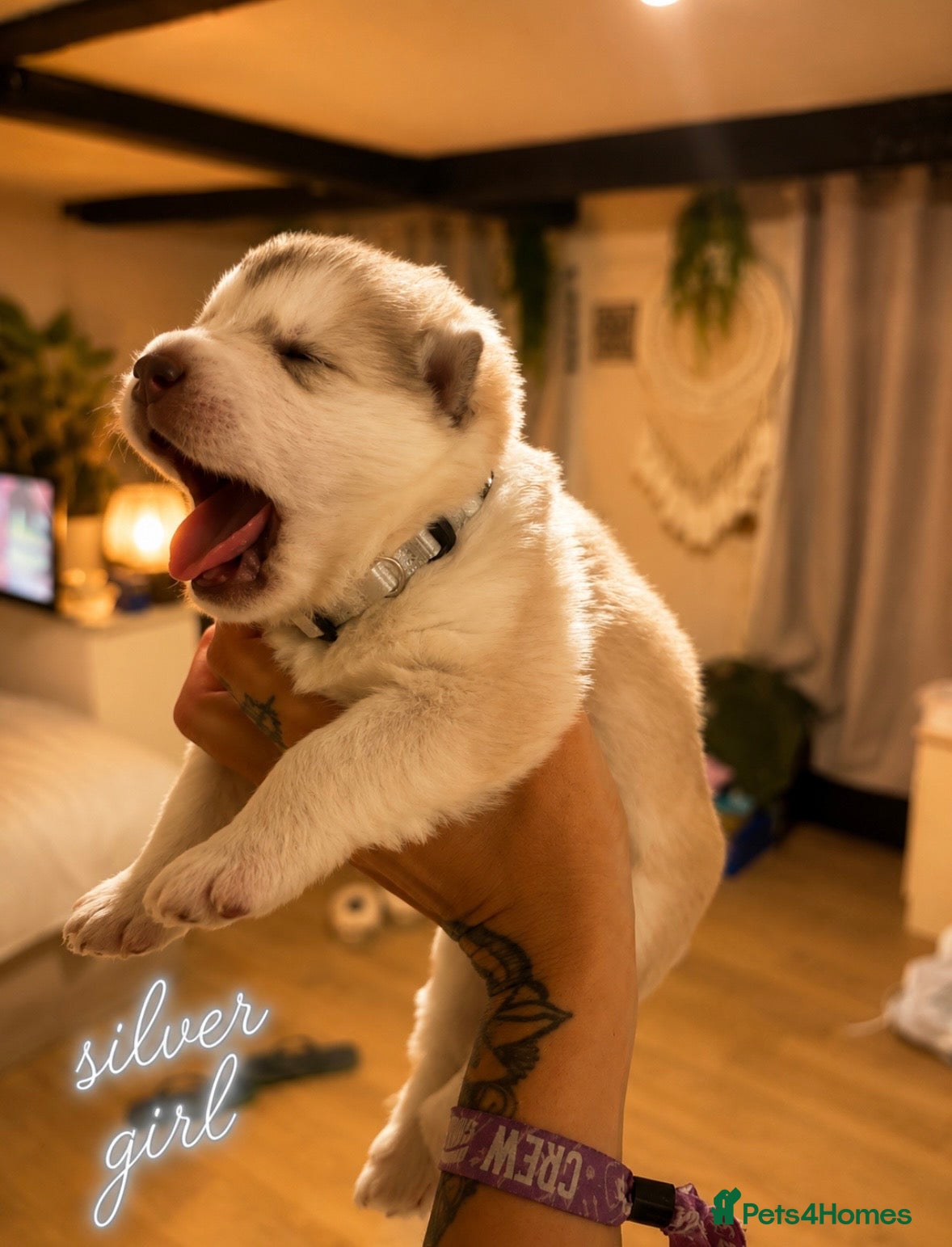 Alaskan Malamute dogs Litter due  - Advert 2