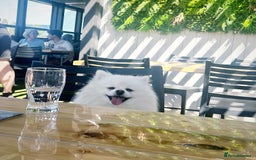 Pomeranian dogs for stud: STUD ONLY pedigree snow white Pomeranian  - Image 1