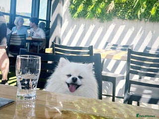 Pomeranian dogs - Advert 9