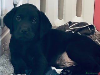 Labrador Retriever dogs 1 beautiful kc lab - Advert 17