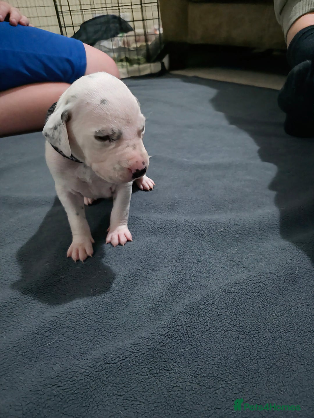 Dalmatian dogs for sale: 100% DALMATIAN LITTER - Image 21