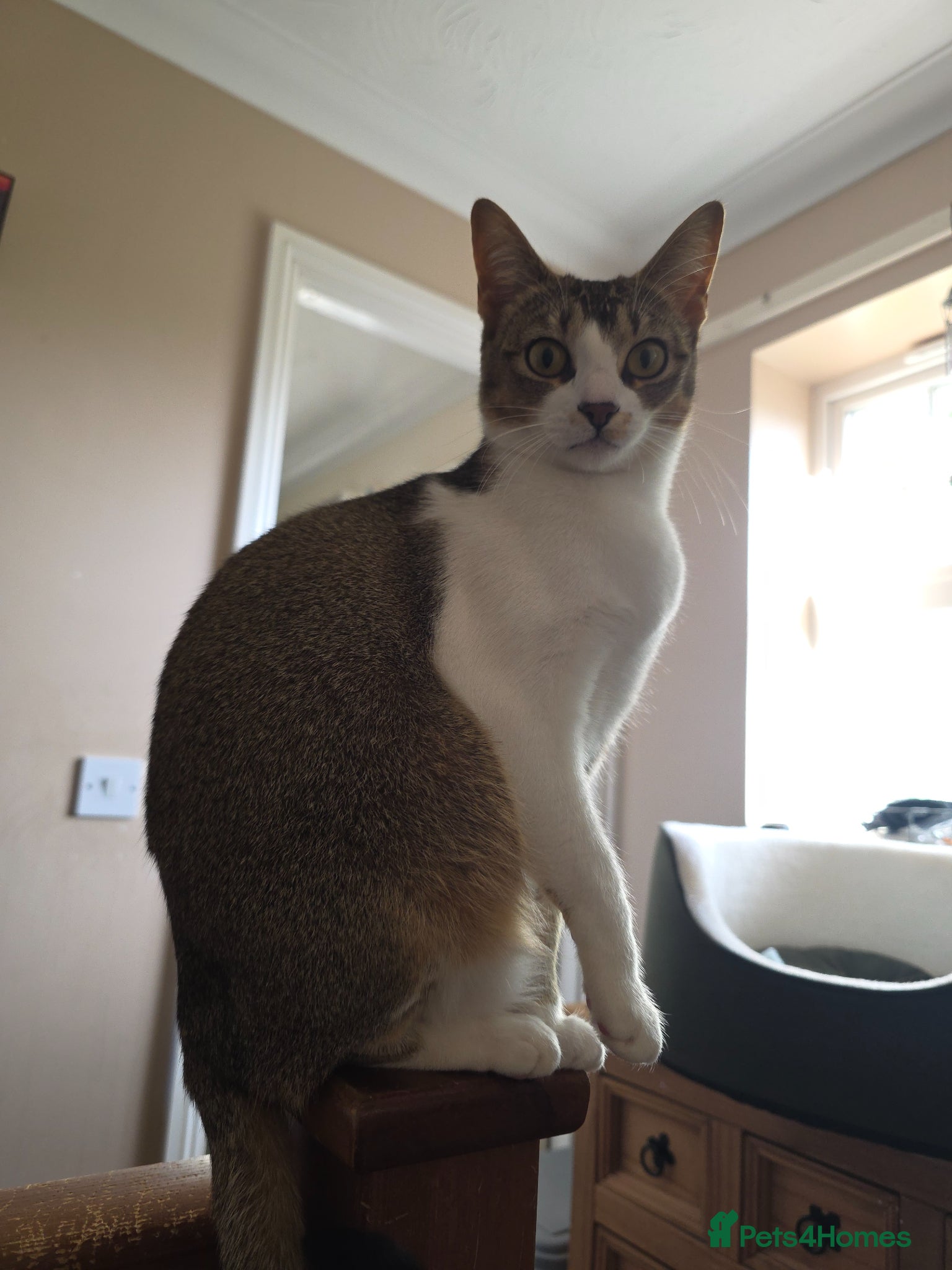 Domestic Shorthair cats Singapura/Abyssinian/moggie need furever family  - Advert 9