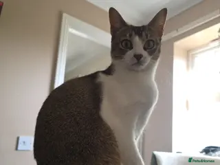 Domestic Shorthair cats Singapura/Abyssinian/moggie need furever family - Advert 9