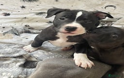 Staffordshire Bull Terrier dogs for sale: Sold  - Image 31