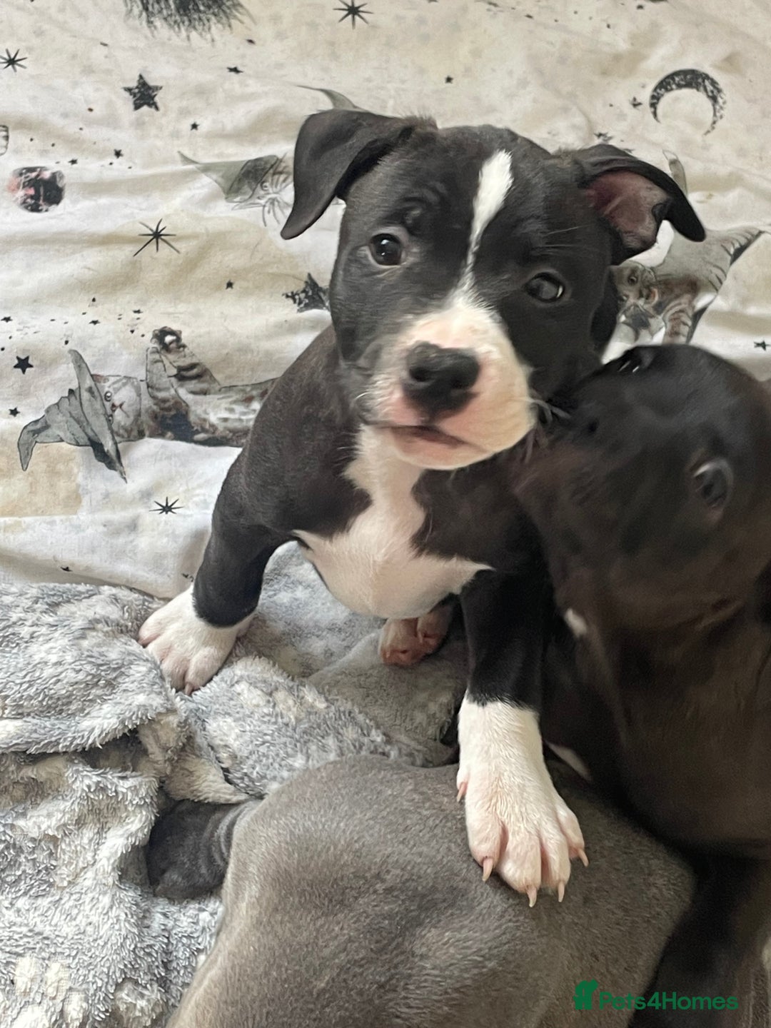 Staffordshire Bull Terrier dogs for sale: Sold  - Image 31