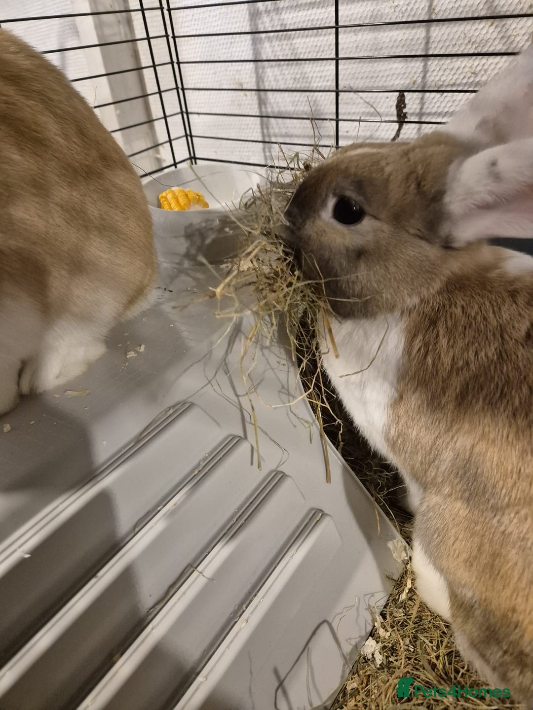 Dutch rabbits for sale: Two female rabbits  - Advert 4